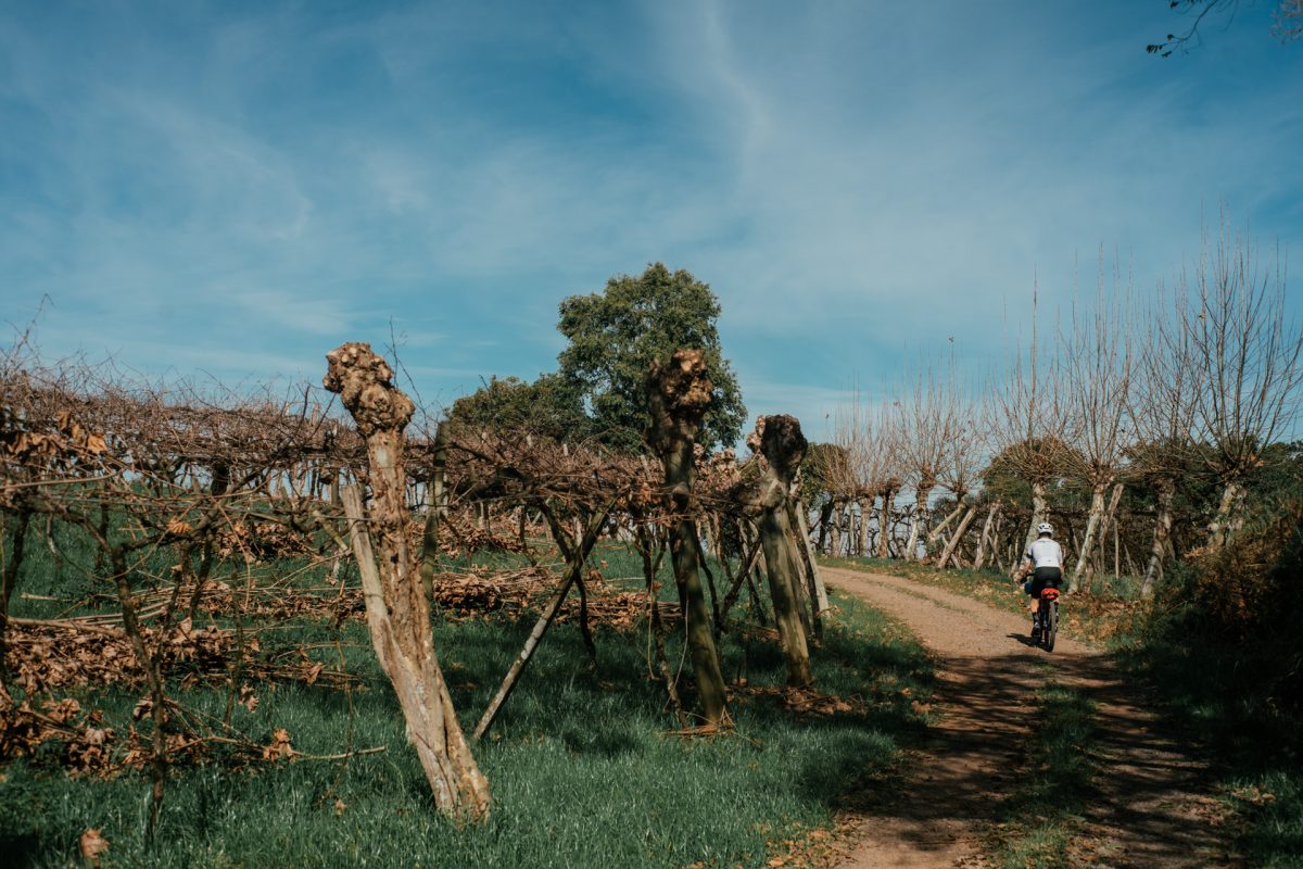 721_043_BIKEPACKING_VINHEDOS