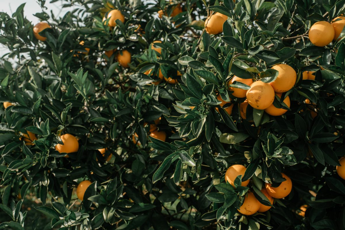 721_105_BIKEPACKING_VINHEDOS