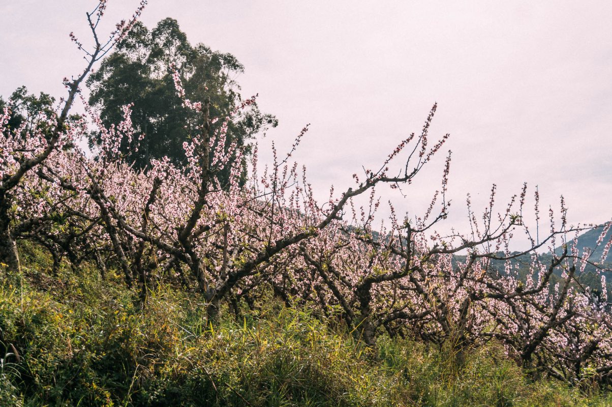 Bento_e_Farroupilha (102)